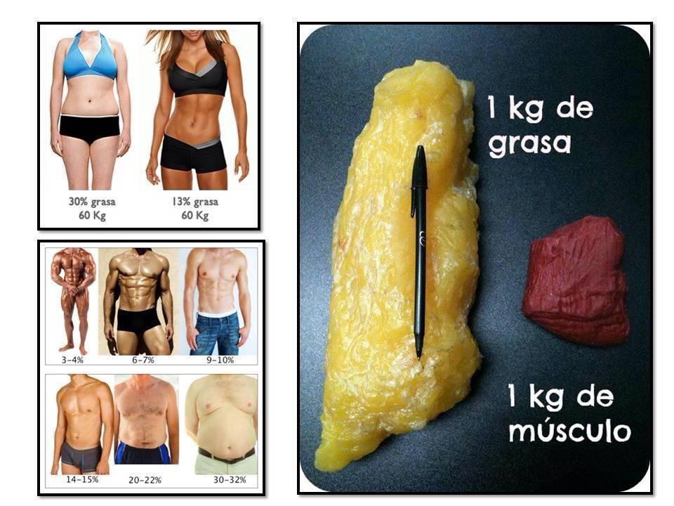 Le muscle est-il plus lourd que la graisse ?